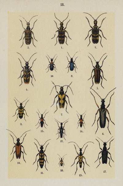 Genç Böcek Koleksiyoncusunun El Kitabından Plaka (chromolitho) by German School