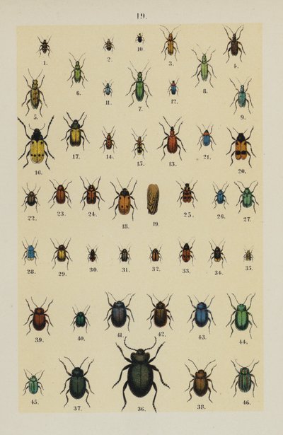 Genç Böcek Koleksiyoncusunun El Kitabından Plaka (chromolitho) by German School