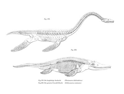 Plesiosaur (renkli taş) by German School