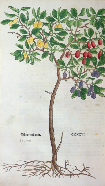 Erik ağacı, Leonhart Fuchs (1501-66) tarafından Herbaryum