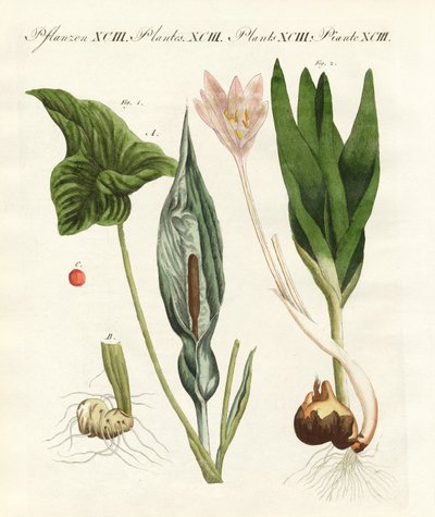 Zehirli Alman bitkileri (renkli gravür) by German School