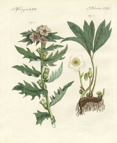 Zehirli Alman bitkileri by German School