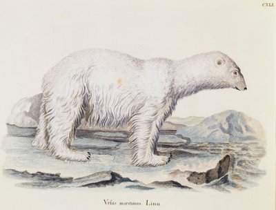 Kutup ayısı (Ursus maritimus), Johann Christian Daniel von Schreber (1739-1810) tarafından Doğadan tasvir edilen Memelilerden, Marechal tarafından çizildikten sonra IC Bock tarafından gravür, cilt 3, tablo 141, Almanya by German School