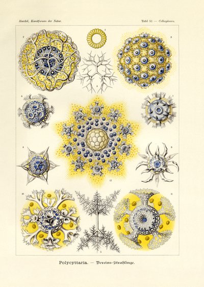 polisitaria by German School
