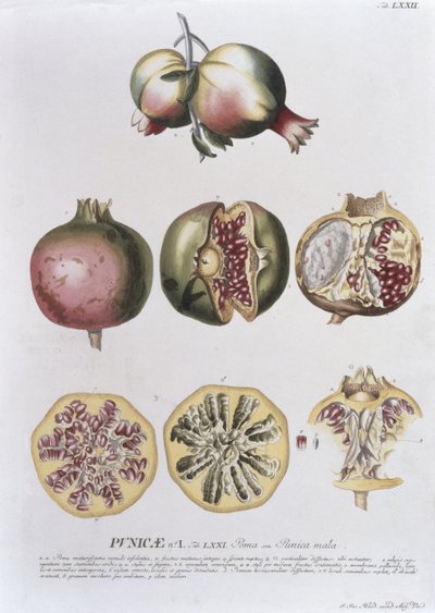 Johann Jakob Haid (1704-67) tarafından bir botanik kitaptan 72 numaralı plakaya oyulmuş nar, pub. Augustus Vind tarafından by German School