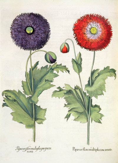Gelincikler: 1. Birden fazla çiçekte haşhaş; 2. Basil Besler (1561-1629), pub. 1613 by German School