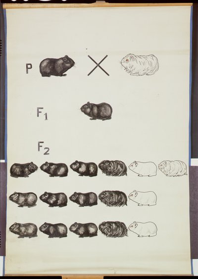 Gine Domuzlarında Mendel Yasasını gösteren poster by German School
