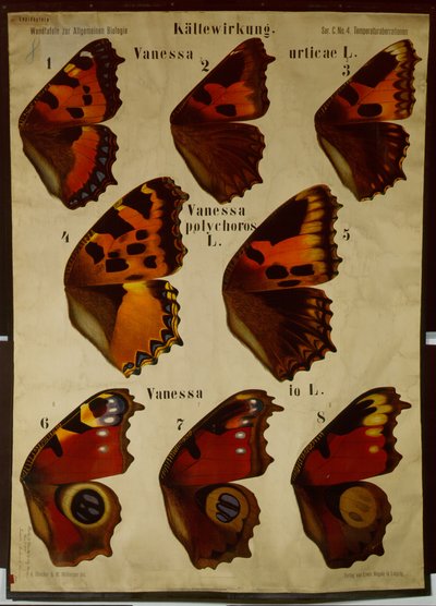 Sıcaklığın farklı kelebek türleri üzerindeki etkisini gösteren poster by German School