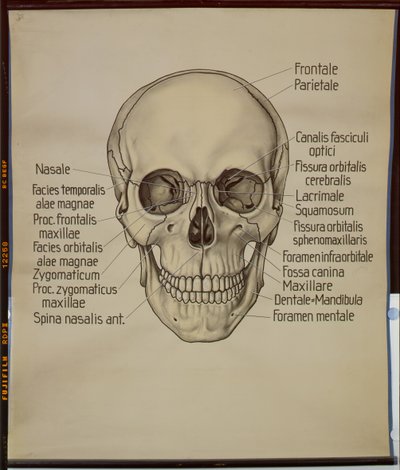 Bir insan kafatası posteri by German School