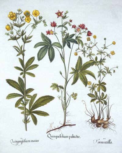 Potentillas, from Hortus Eystettensis, Basil Besler (1561-1629), yayın. 1613 (el boyaması gravür) by German School
