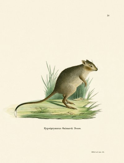 Potoroo (renkli gravür) by German School