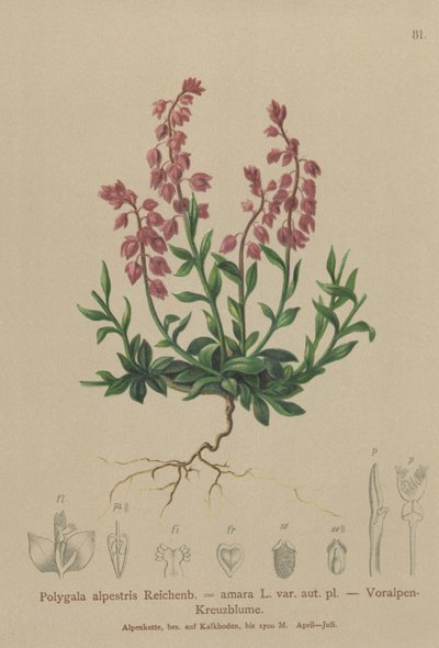 Prealpine Milkwort (Polygala alpestris, Polygala amara var. aut. pl., Polygala brachyptera) by German School