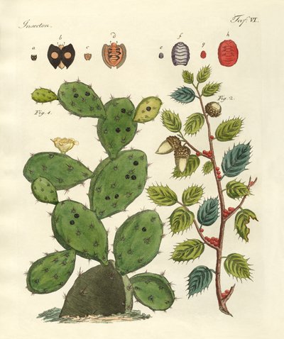 Değerli böcekler by German School