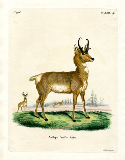 Pronghorn Antilop (renkli gravür) by German School