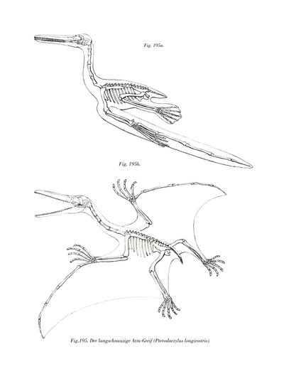 Pterodaktil (renkli taş) by German School