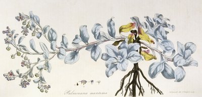 Pulmonaria Maritima, 1785-1788 by German School