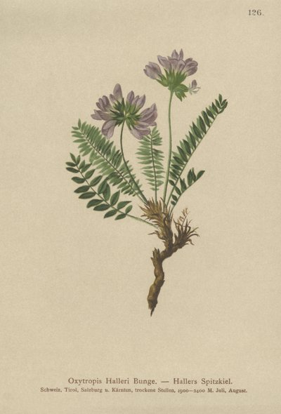 Mor Oksitropis (Oxytropis Halleri) by German School