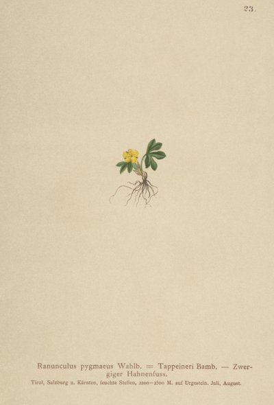 Pigme Düğünçiçeği (Ranunculus pygmaeus, Ranunculus tappeineri, Ranunculus baerianus, Ranunculus pygmaeus var. Langeanu) by German School