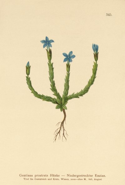 Cüce Gentian (Gentiana prostrata) by German School