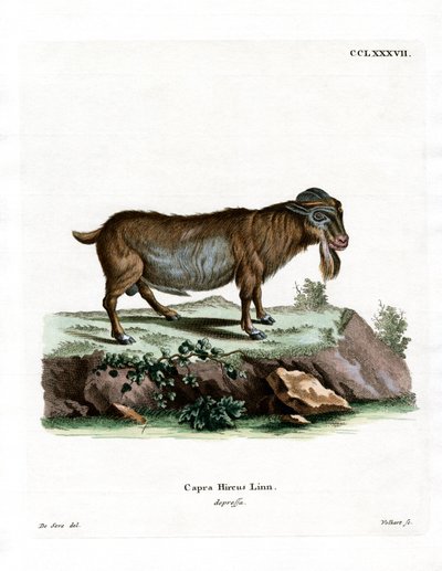 Pigme Keçi (renkli gravür) by German School