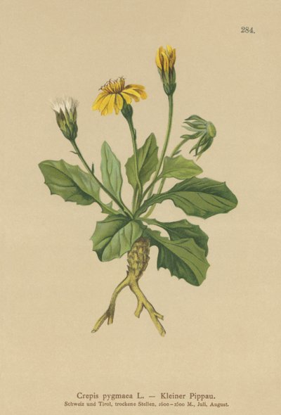 Pigme Şahin sakalı (Crepis pygmaea, Hieracium pumilum) by German School