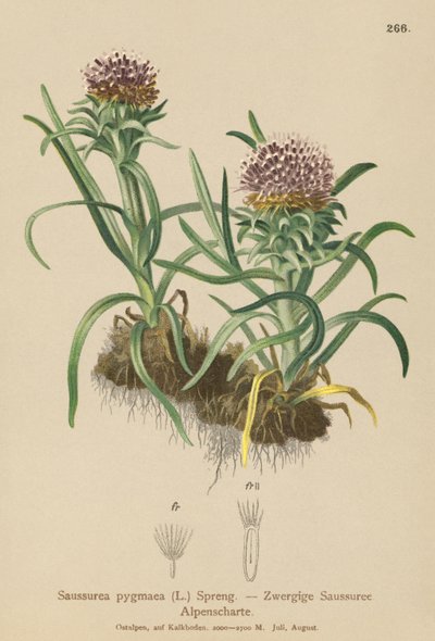 Pigme Saussurea (Saussurea pygmaea) by German School