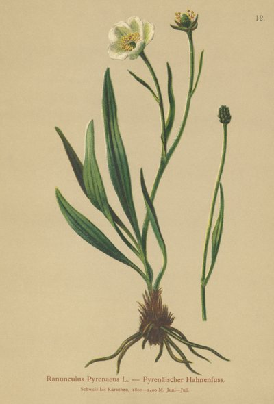 Pirene Crowfoot (Ranunculus Pyrenaeus) by German School