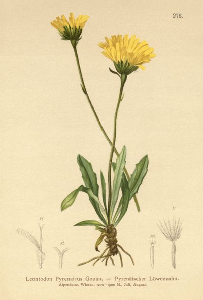 Pyrenean Hawkbit (Leontodon Pyrenaicum, Leontodon Pyrenaicus, ) by German School