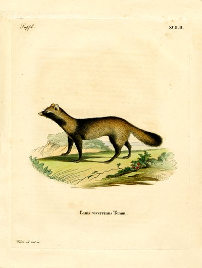 Rakun Köpeği (renkli gravür) by German School