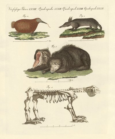 Nadir memeliler (renkli gravür) by German School