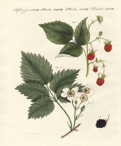 Ahududu ve böğürtlen by German School