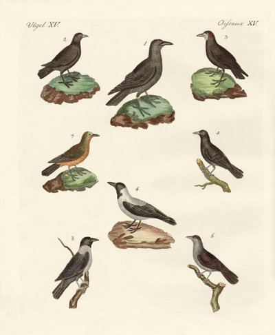 Kuzgunlar, kargalar ve kargalar by German School