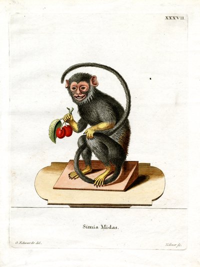 Kırmızı elli Tamarin (renkli gravür) by German School