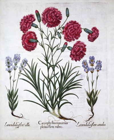 Hortus Eystettensis
