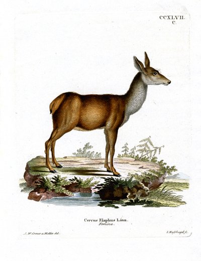 Kızıl Geyik (renkli gravür) by German School