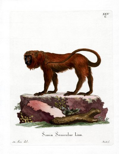 Red Howler (renkli gravür) by German School