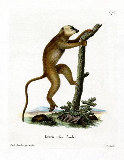Kırmızı Lemur (renkli gravür) by German School