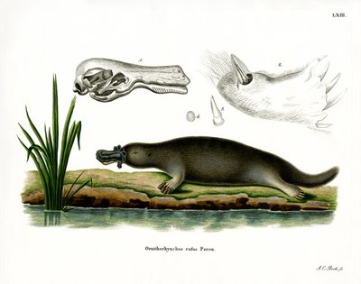 Kırmızı Platypus (renkli gravür) by German School