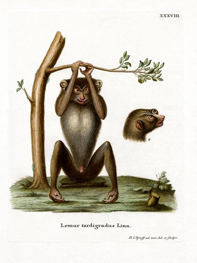 Kırmızı İnce Loris (renkli gravür) by German School