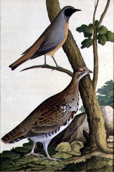 Redstart (Phoenicurus phoenicurus) ve Hazel Hen, c.1740 (kağıt üzerine sulu boya) by German School