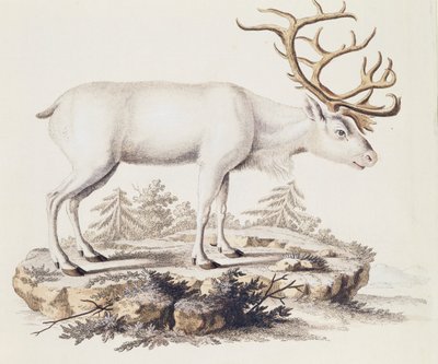 Ren geyiği (Cervus tarandus), Doğadan tasvir edilen Memelilerden Johann Christian Daniel von Schreber (1739-1810), gravür I Nufsbiegel, cilt 5, tablo 248-C, Almanya by German School