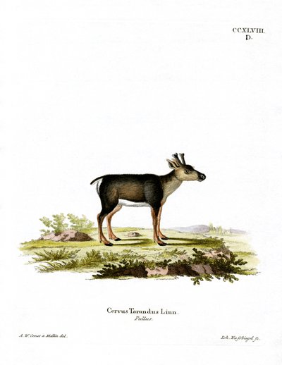 Ren geyiği Fawn (renkli gravür) by German School