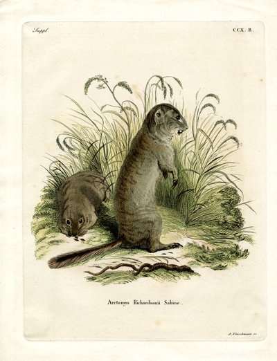 Richardson