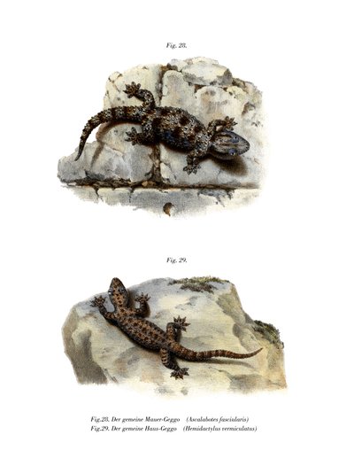 Halkalı Duvar Geko (renkli taş) by German School