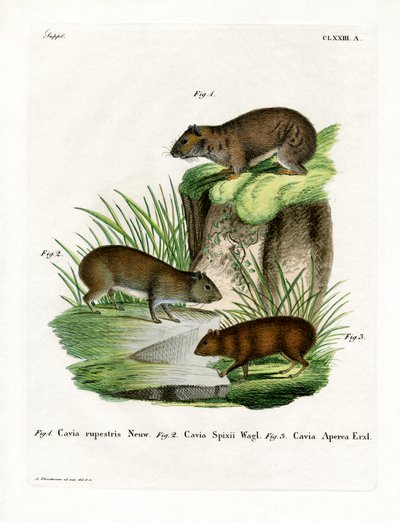 Rock Cavy (renkli gravür) by German School