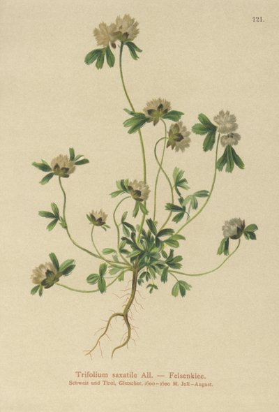 Kaya Yoncası (Trifolium saksatil) by German School