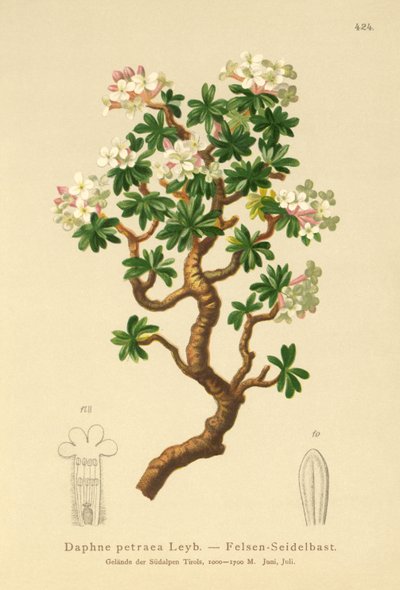 Kaya Daphne (Daphne petraea, Daphne rupestris) by German School