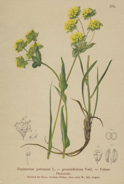 Kaya Tavşanı Kulağı (Bupleurum petraeum, Bupleurum graminifolium) by German School