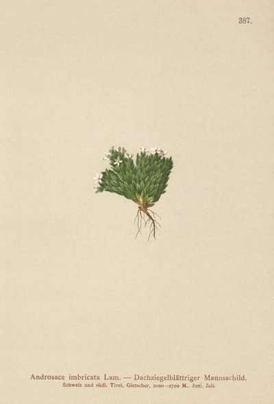 Kaya Yasemini (Androsace imbricata, Aretia imbricata) by German School