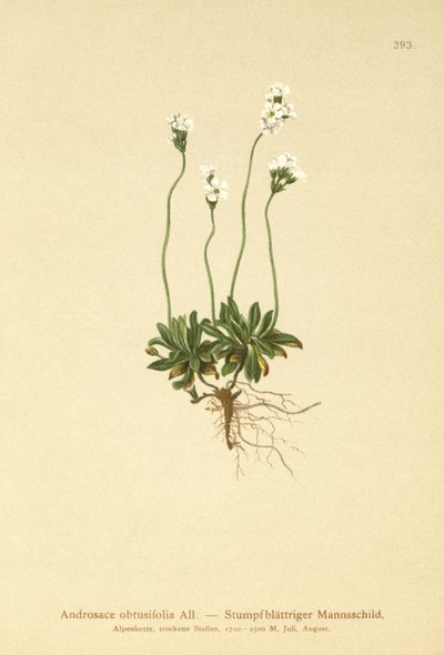 Kaya Yasemini (Androsace obtusifolia) by German School